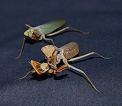 Sphodromantis lineola