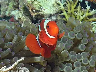 Male at Bunaken island, North Sulawesi, showing the bright red-orange colors and three white body bars