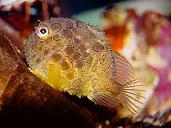 Lumpsuckers use their modified pelvic fins to adhere to the substrate.