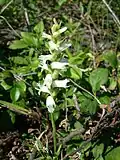 Nodding ladies'-tresses