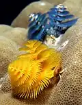 Christmas tree worms (Spirobranchus giganteus) from East Timor.