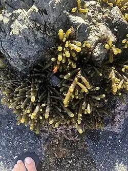 Deadman's fingers growing on a rock in the intertidal zone near Wellington