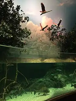 Mangrove swamp display