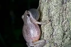 A spring peeper on a tree making its distinctive "peep" call