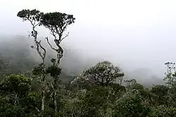 Rhododendron trees in clouds