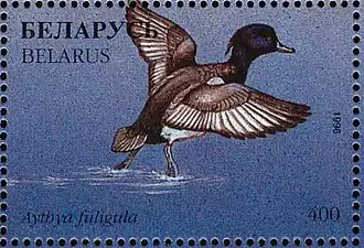 Tufted duck on stamp of Belarus, 1996.
