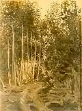 Birch Bosket, painting, of ca 1890