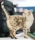 Black rosetted tabby point (lynx) Snow Bengal