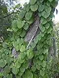 Tree trunk covered by a vine with large deltoid-shaped leaves