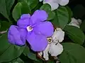Brunfelsia australis : age-related colour-change of flower.