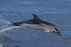 Stenella coeruleoalba Striped dolphin