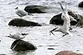Sandwich tern approaching its waiting offspring with a fish