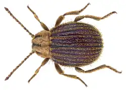 Stethomezium squamosum Syn.- Stethomezium notiale