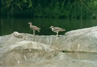 Pair of great stone-curlews