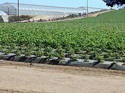 Strawberry field near Watsonville, with tarp to mitigate pesticide drift