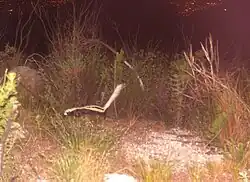 A black weasel with white stripes running down its back amongst tall grass under a dark sky