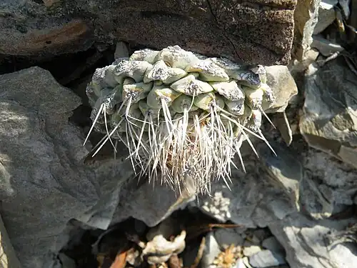 Plant growing vertically in habitat in Pena Blanca, Queretaro