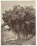 Giant Bamboo, Ceylon c. 1875–1880