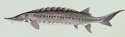 This Atlantic sturgeon is a chondrostean