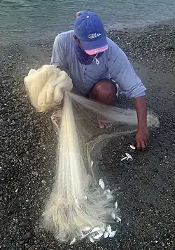 A person pulling finger-length silver fish from a net