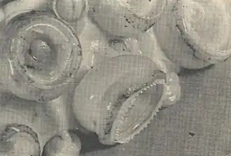 #169 (23/10/1964), Tentacular suckers of the White Bay giant squid (Aldrich & Brown, 1967:7, fig.)