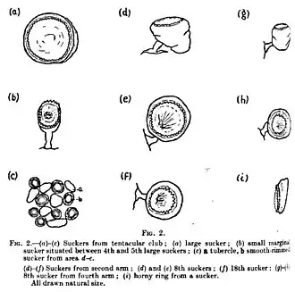 #109 (?/12/1933), Various suckers from the tentacular club and arms of the Dildo specimen (Frost, 1934:108, fig. 2)