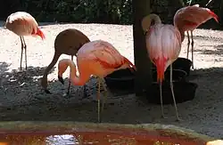 Chilean flamingoes eating, drinking, and preening in St. Petersburg, Florida; flamingos (as well as penguins and other species) sometimes form committed same-sex relationships that can involve sex, traveling and living together, and raising young together.[10]