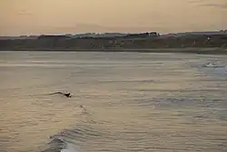 Surfer at Castlecliff Beach