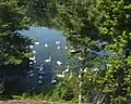 Swans in the Croton River, near the hamlet of Purdys