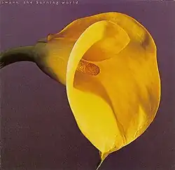 A yellow flower against a purple background