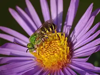 Close-up of a Symphyotrichum novae-angliae flower head with a small sweat bee, the top of the bee is a bright shiny green and the bottom is black and yellow striped