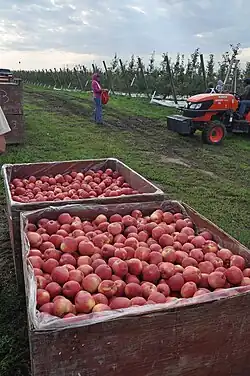 Apples being harvested in Wenatchee, Washington, United States (2010)