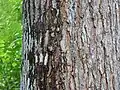 Bark pattern on mahogany tree.
