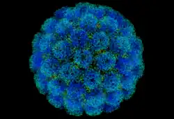 The capsid of SV40, an icosahedral virus