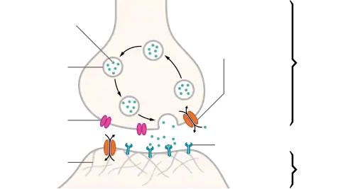 An illustrated chemical synapse