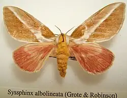 Syssphinx albolineata adult female specimen, ventral view