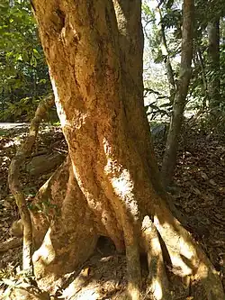 Trunk