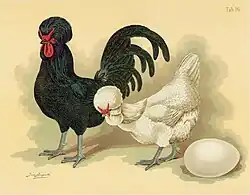old engraving of a black cock and white hen with a large white egg