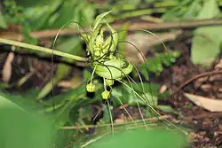 Ankarana arrowroot, Tacca ankaranensis, flower