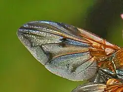 Ectophasia crassipennis, close-up on a wing with detail of veins