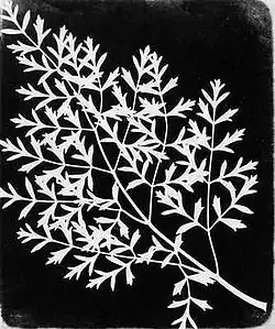 A so called "Photogenic Drawing", a preliminary stage of early photographs.