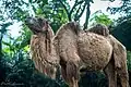 Bactrian camel