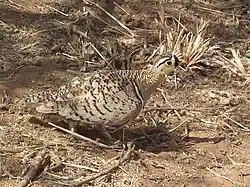 Black-faced sandgrouse is coloured like its desert background.