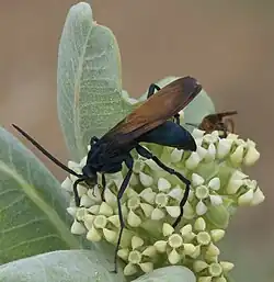 male Pepsis on a milkweed plant