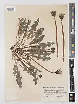 Specimen collected in Iceland