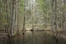 River in a woodland in summer