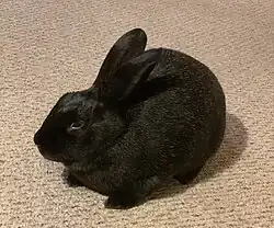 A domesticated three year-old Silver Fox doe (female rabbit)