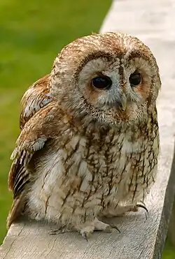 Tawny owl.