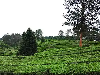 Image 106Puncak in West Java (from Tourism in Indonesia)