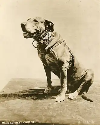 A black and white photograph of a sitting Great Dane wearing bejeweled collars and a harness.